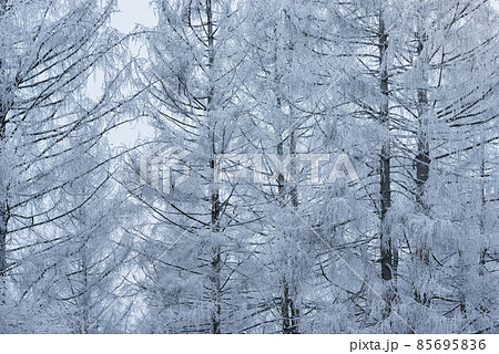 Spruce tree trunks and branches under the snow. Spruce tree trunks and branches under the snow. 85695836