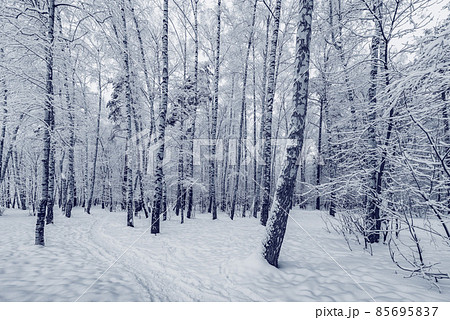 Birch tree grove at winter day. Birch tree grove at winter day. 85695837