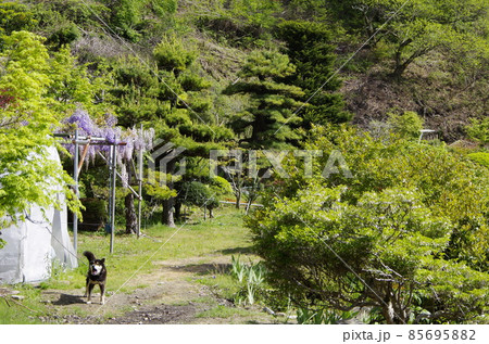 山奥のたくましい番犬 長野県飯田市 山奥のたくましい番犬 長野県飯田市 85695882