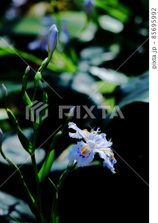 種子のない花 85695992