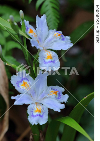 種子のない花 85696004