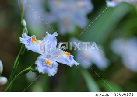 種子のない花 85696101