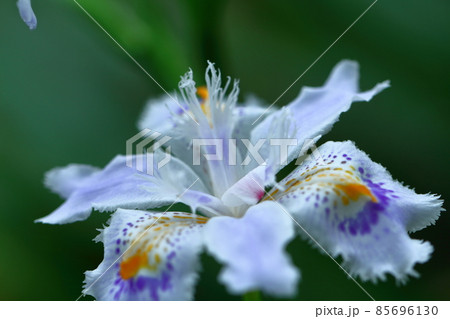 種子のない花 種子のない花 85696130