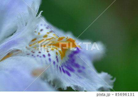 種子のない花 85696131