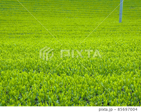 三重県 茶畑 85697004
