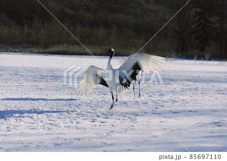 雪の上を舞うタンチョウヅル 雪の上を舞うタンチョウヅル 85697110