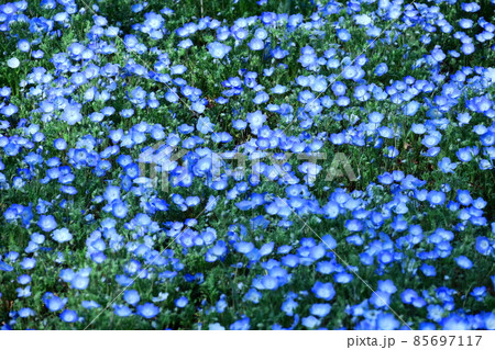 爽やかな空色の花 85697117