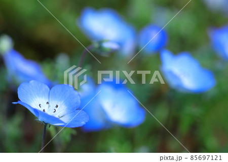 爽やかな空色の花 爽やかな空色の花 85697121