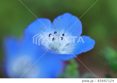 爽やかな空色の花 爽やかな空色の花 85697124
