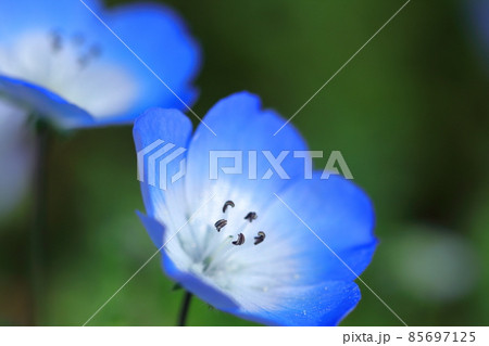 爽やかな空色の花 爽やかな空色の花 85697125