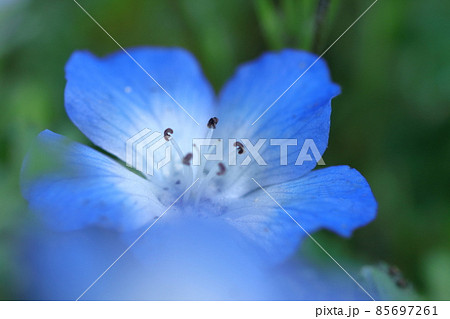 爽やかな空色の花の写真素材