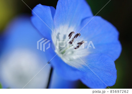 爽やかな空色の花 爽やかな空色の花 85697262