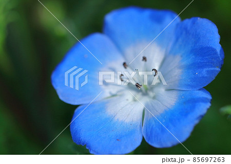 爽やかな空色の花 爽やかな空色の花 85697263