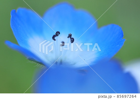 爽やかな空色の花 85697264