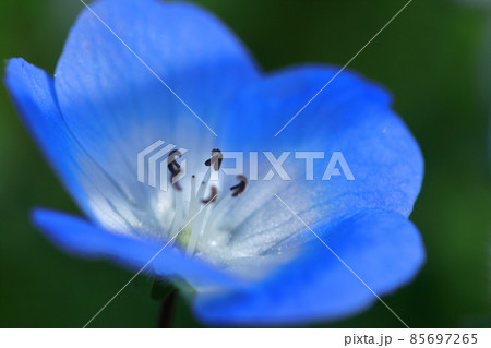 爽やかな空色の花 爽やかな空色の花 85697265