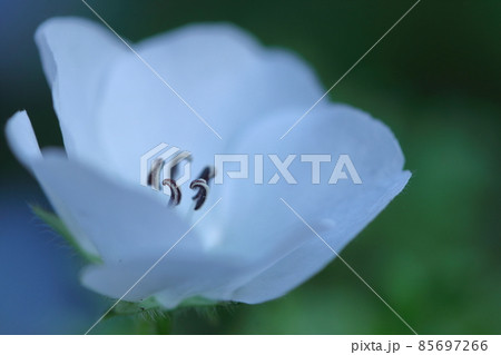 爽やかな空色の花の写真素材