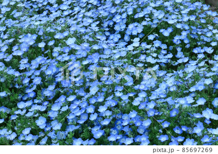 爽やかな空色の花 85697269