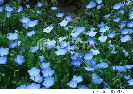 爽やかな空色の花 85697270