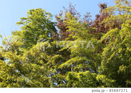 夢見が碕動物公園から街を見た 85697271