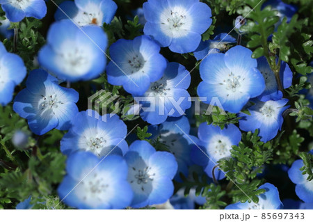 爽やかな空色の花 85697343