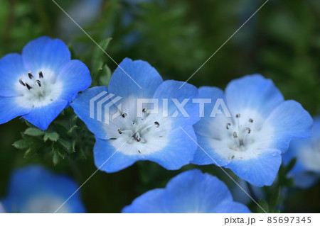 爽やかな空色の花 85697345