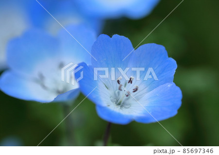 爽やかな空色の花の写真素材