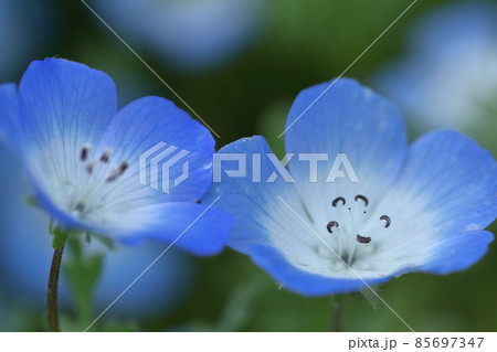 爽やかな空色の花 爽やかな空色の花 85697347