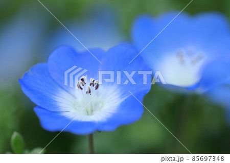 爽やかな空色の花 85697348