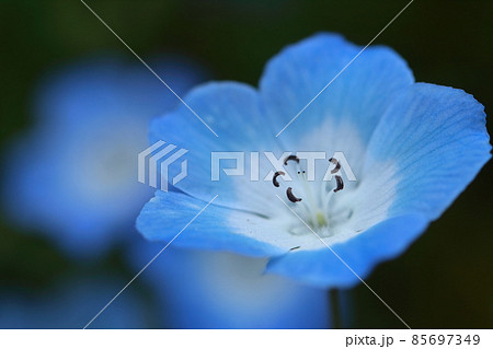 爽やかな空色の花 爽やかな空色の花 85697349