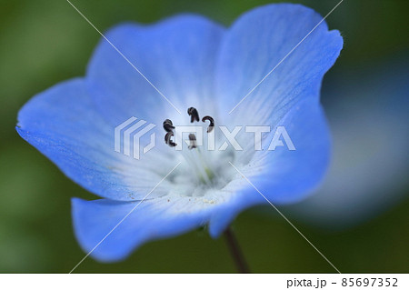 爽やかな空色の花 爽やかな空色の花 85697352