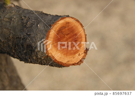 屋外 木材 胴 85697637
