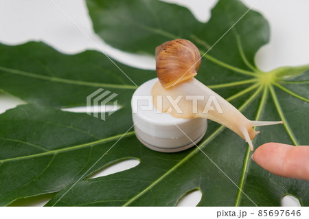 Close-up of a snail on a jar of cream on a white background. The use of shellfish in cosmetology. 85697646