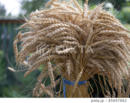 A sheaf of wheat ears, close-up. A bunch of ripe spikelets tied with blue ropes. 85697662