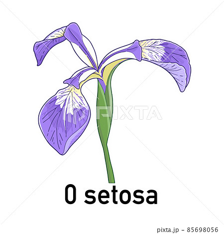 アヤメ Setosa の花のイラスト素材