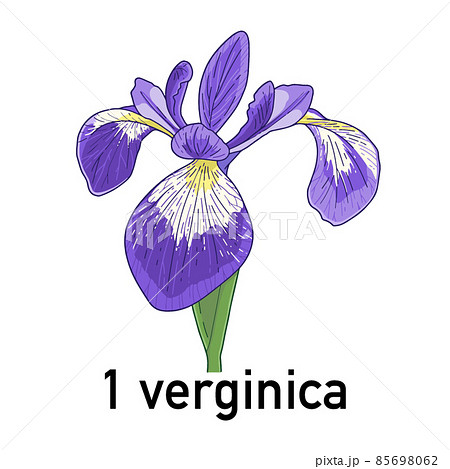 アヤメ（verginica）の花 85698062