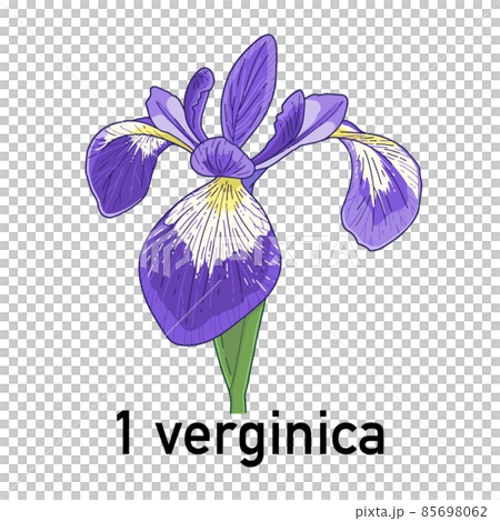 アヤメ（verginica）の花 85698062