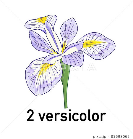 アヤメ（versicolor）の花 85698065