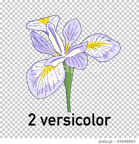 アヤメ（versicolor）の花 85698065