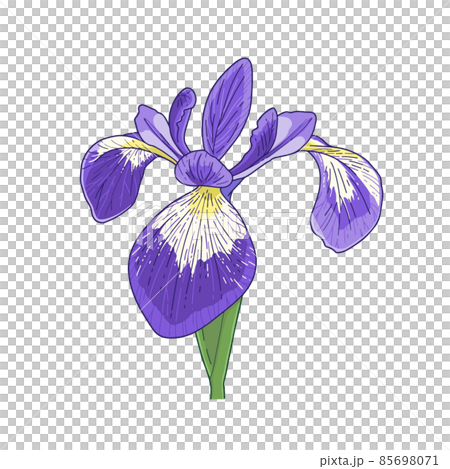 アヤメ（verginica）の花 85698071