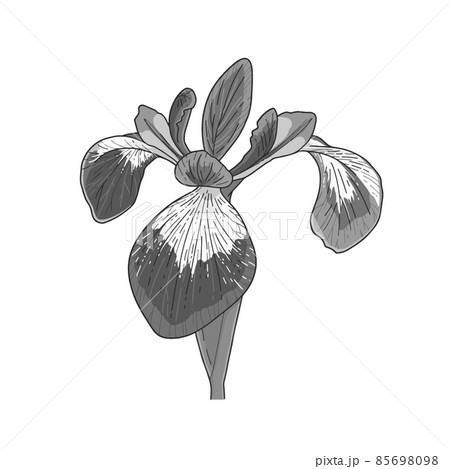 アヤメ(verginica)の花 アヤメ(verginica)の花 85698098