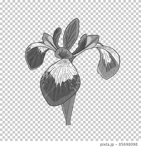 アヤメ(verginica)の花 アヤメ(verginica)の花 85698098