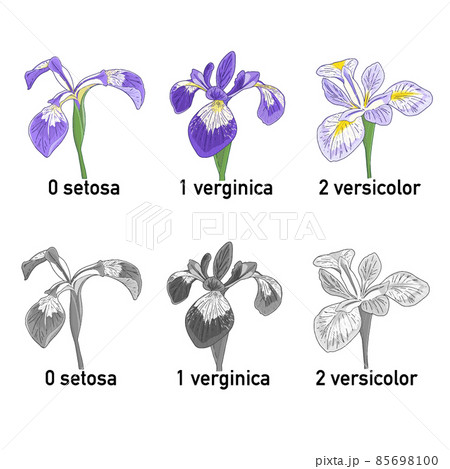 アヤメの花 Setosa Verginica Vergicolor の花のイラストセットのイラスト素材