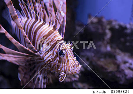 Lionfishes in aquarium at Supanburi province, Thailand. Lionfishes in aquarium at Supanburi province, Thailand. 85698325