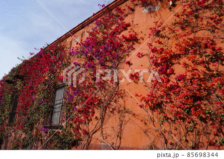 メキシコ・サンミゲル デ アジェンデの建物に咲く鮮やかな花 メキシコ・サンミゲル デ アジェンデの建物に咲く鮮やかな花 85698344