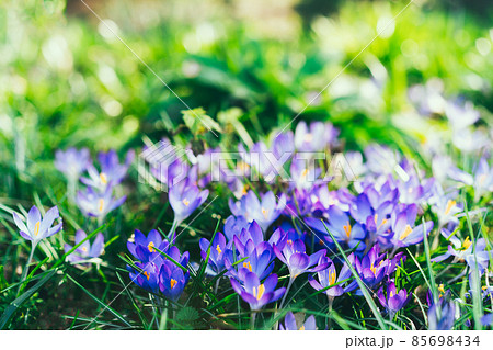 Purple crocus flowers in green grass, awakening in spring green grass in a sunny day. Blooming springtime. Soft selective focus. Copy space. Purple crocus flowers in green grass, awakening in spring green grass in a sunny day. Blooming springtime. Soft selective focus. Copy space. 85698434