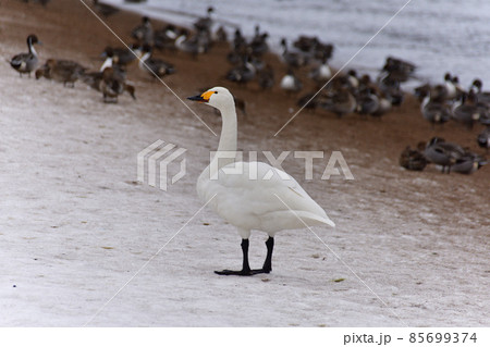 ハクチョウ 85699374