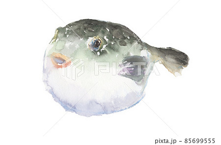 水彩で描いたフグのイラストのイラスト素材 [85699555] - PIXTA