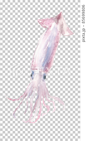 水彩で描いたイカのイラスト 85699806