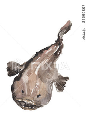 水彩で描いたアンコウのイラスト 水彩で描いたアンコウのイラスト 85699807