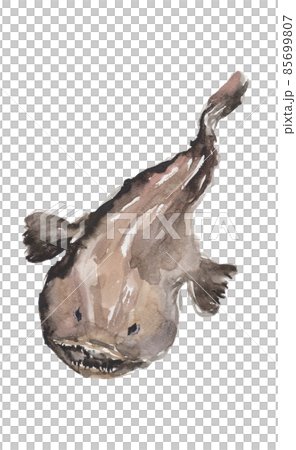用水彩畫的琵琶魚的插圖 用水彩畫的琵琶魚的插圖 85699807